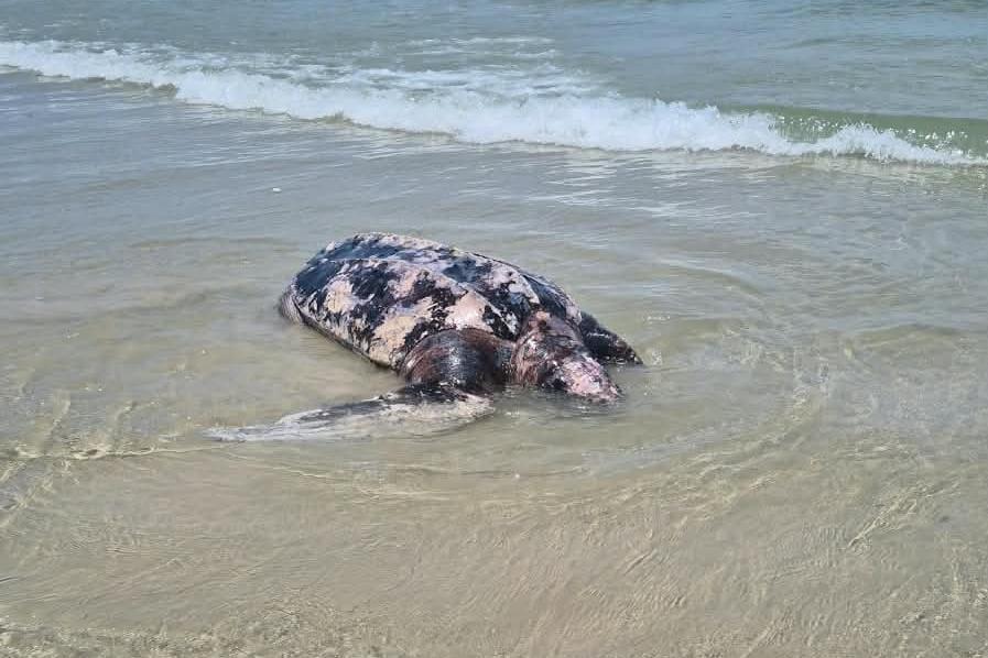 Até o momento, no entanto, não há confirmação sobre a causa da morte da tartaruga encontrada em Guarujá