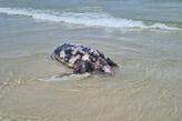 Até o momento, no entanto, não há confirmação sobre a causa da morte da tartaruga encontrada em Guarujá