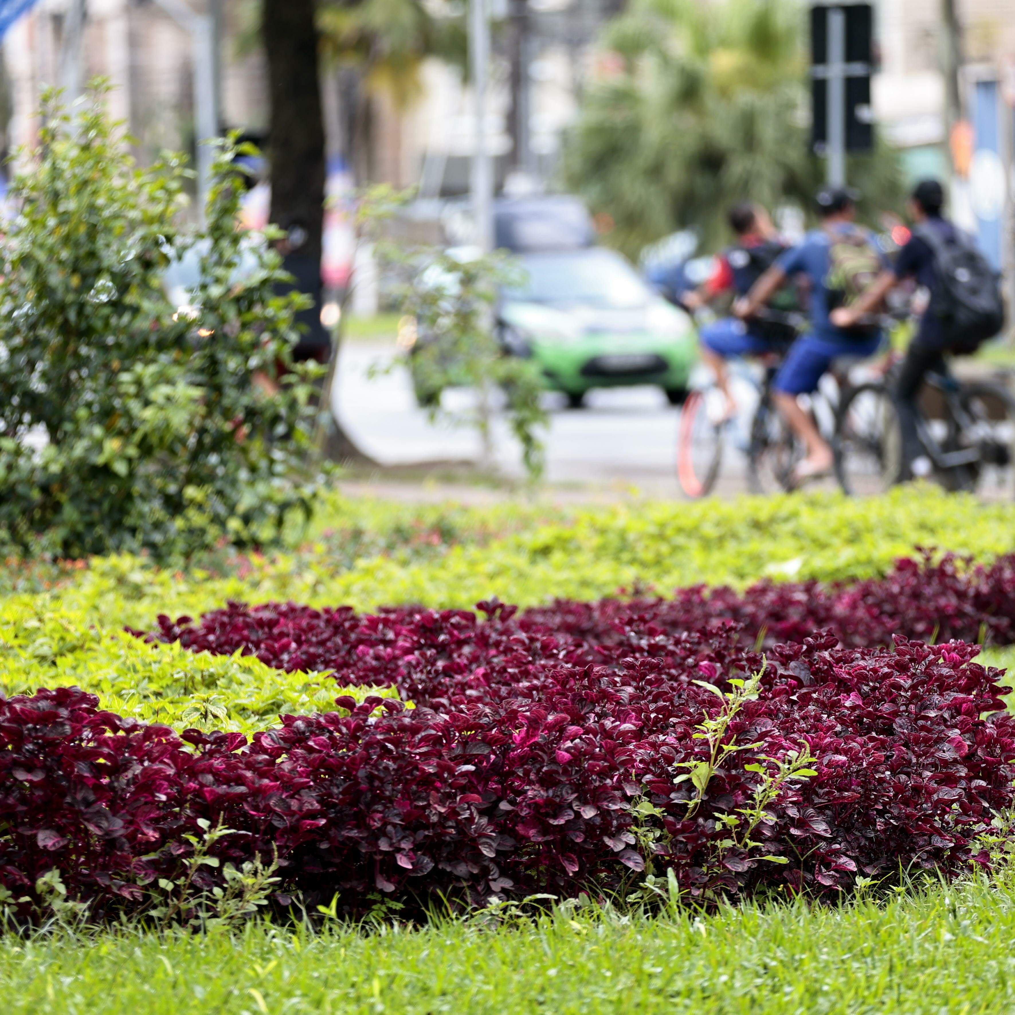 A vida vai florescer. Tudo terá mais cor, pois o sol voltará e as pessoas deixarão florescer os sorrisos