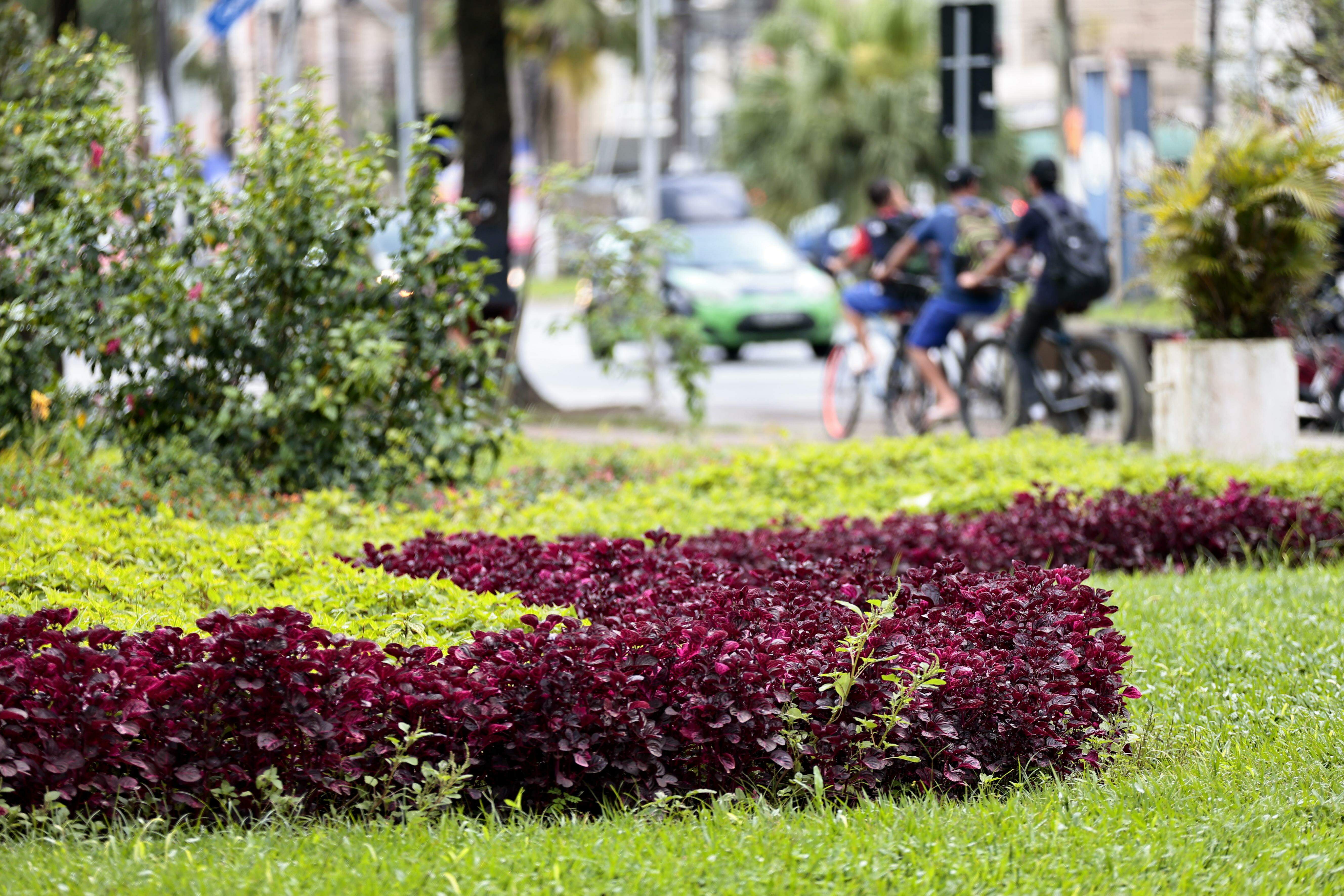 A vida vai florescer. Tudo terá mais cor, pois o sol voltará e as pessoas deixarão florescer os sorrisos