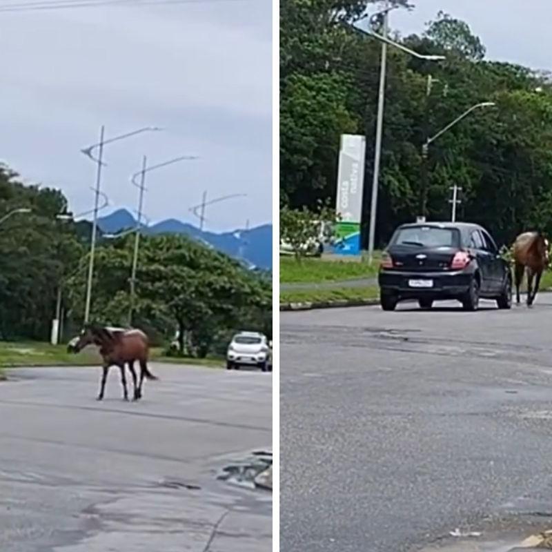 Cavalo foi flagrado solto na Avenida Anchieta, em Bertioga