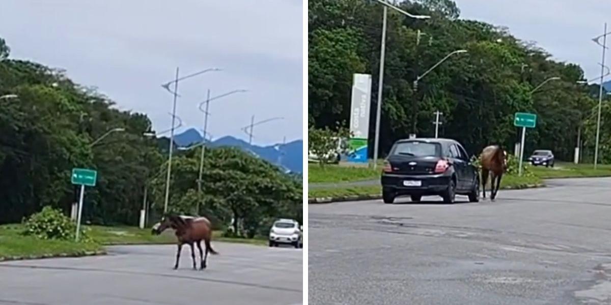 Cavalo foi flagrado solto na Avenida Anchieta, em Bertioga