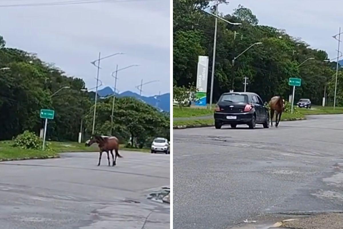 Cavalo foi flagrado solto na Avenida Anchieta, em Bertioga