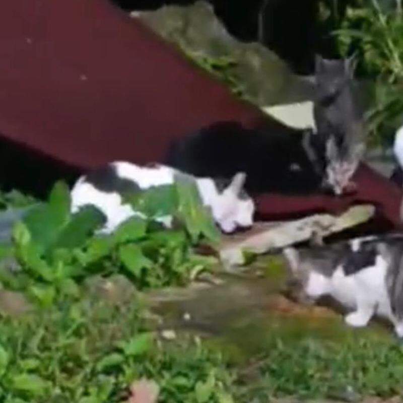 Segundo testemunhas, os gatos vivem abandonados há três décadas