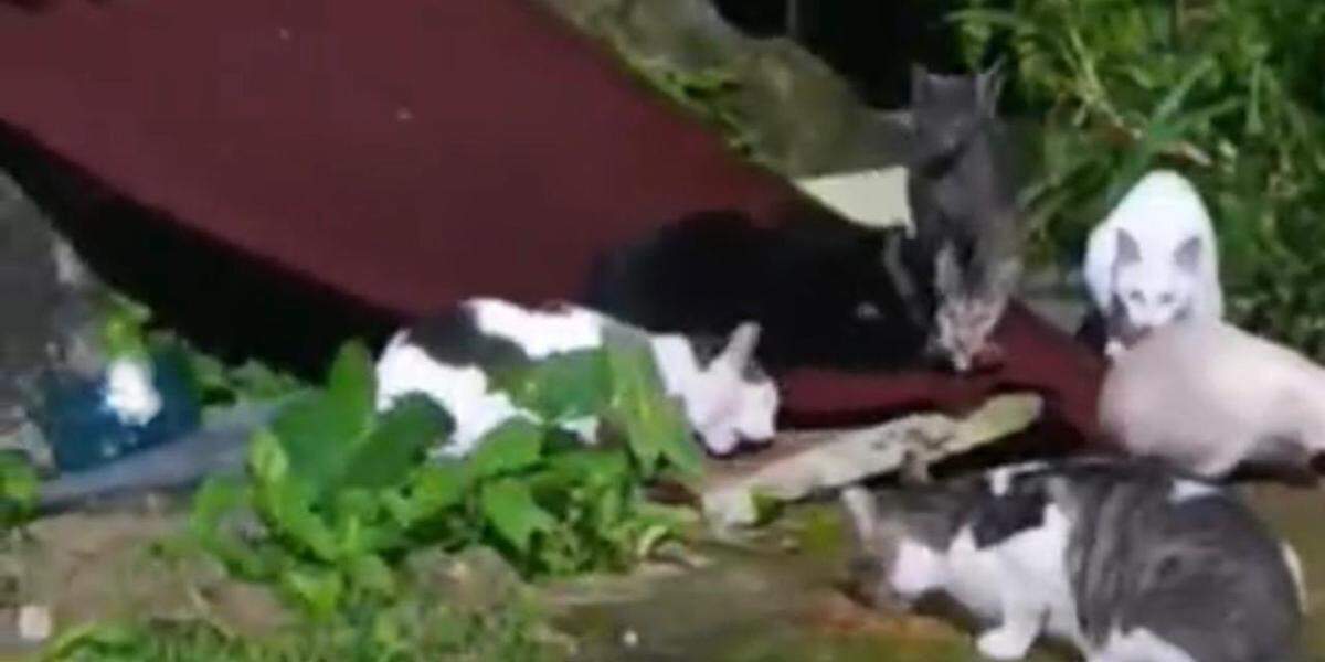 Segundo testemunhas, os gatos vivem abandonados há três décadas