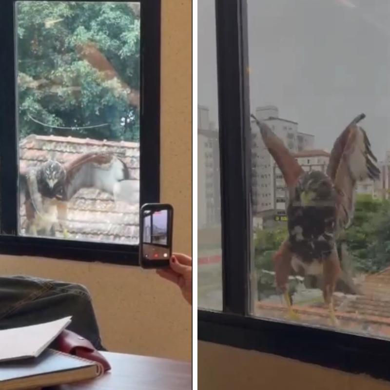 Um gavião surpreendeu funcionários de uma empresa de decoração em Santos, ao pousar na janela do escritório, na Avenida Almirante Cochrane