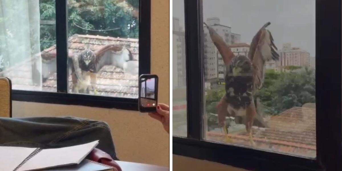 Um gavião surpreendeu funcionários de uma empresa de decoração em Santos, ao pousar na janela do escritório, na Avenida Almirante Cochrane
