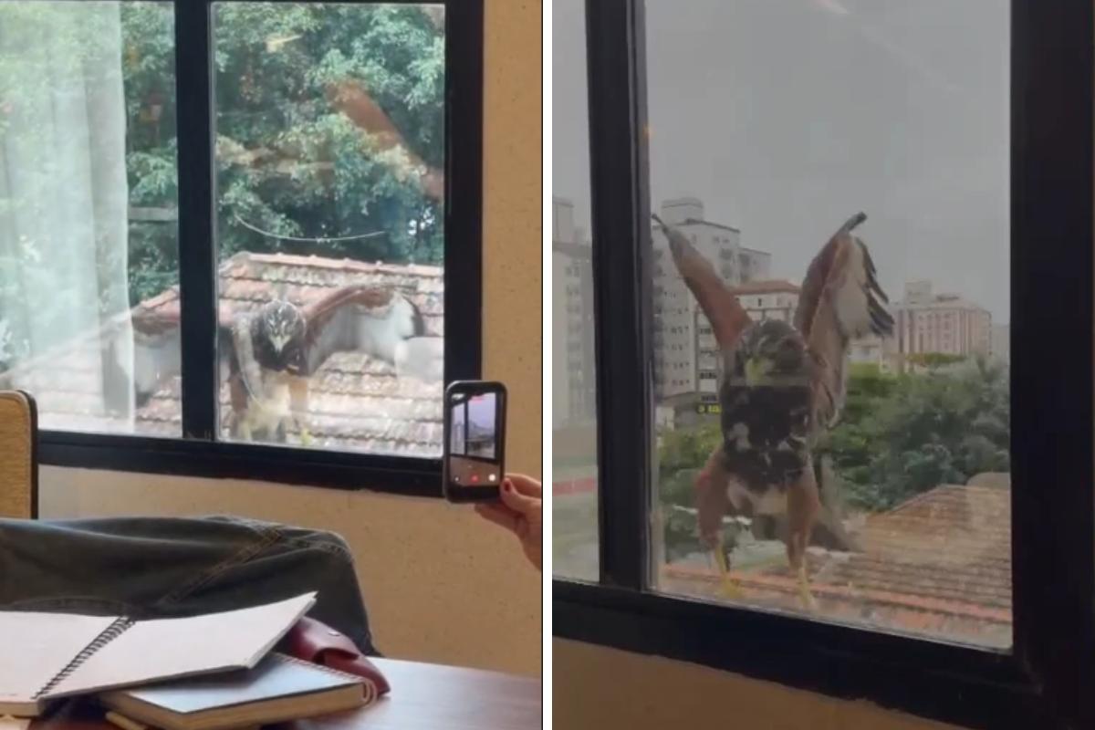 Um gavião surpreendeu funcionários de uma empresa de decoração em Santos, ao pousar na janela do escritório, na Avenida Almirante Cochrane