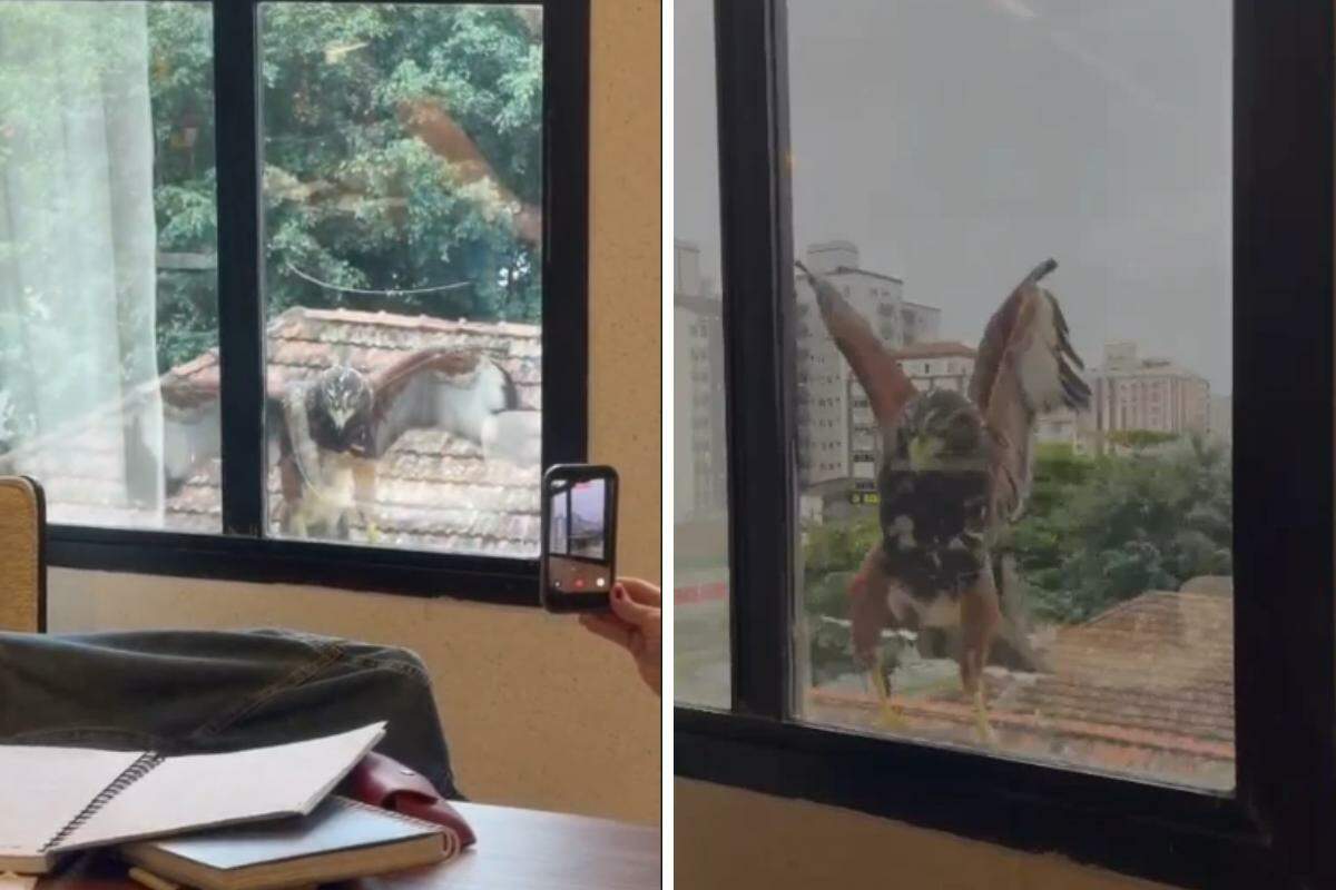 Um gavião surpreendeu funcionários de uma empresa de decoração em Santos, ao pousar na janela do escritório, na Avenida Almirante Cochrane
