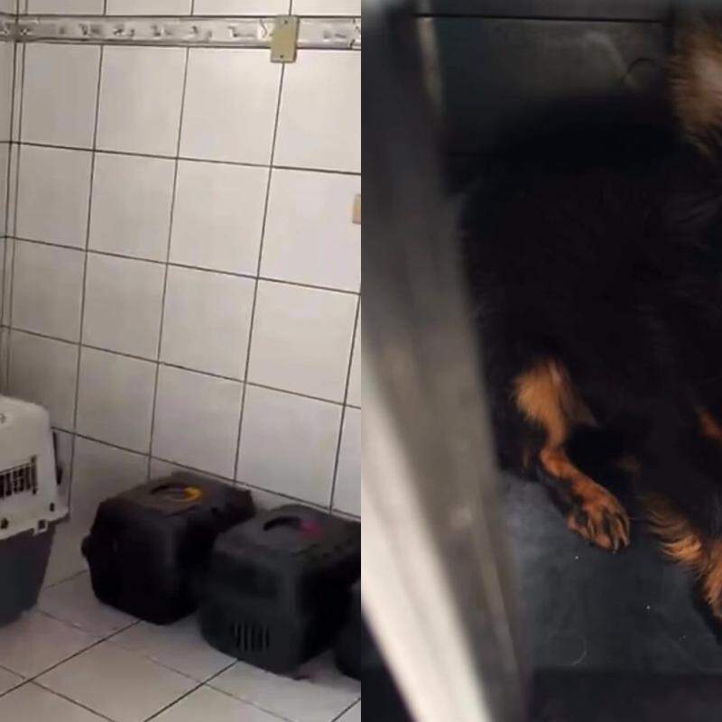 Os animais foram recolhidos com a ajuda da Codevida e destinados ao Instituto Eliseu
