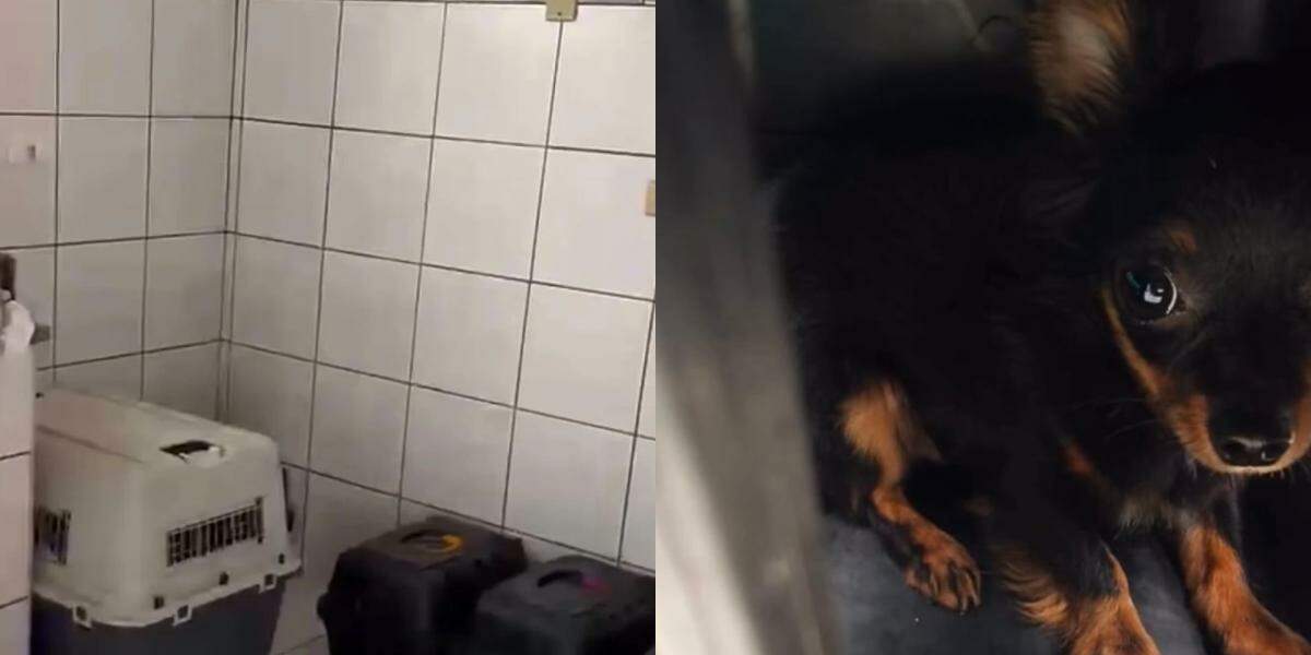 Os animais foram recolhidos com a ajuda da Codevida e destinados ao Instituto Eliseu