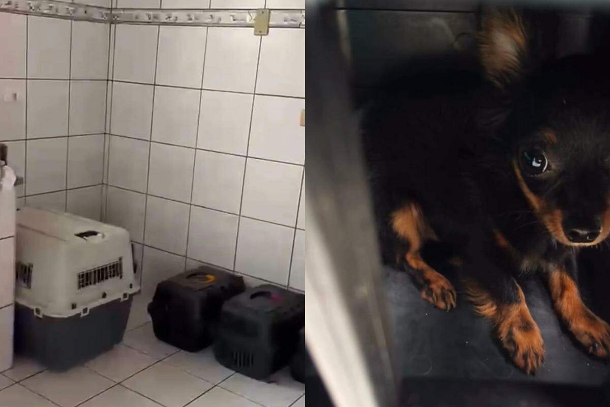 Os animais foram recolhidos com a ajuda da Codevida e destinados ao Instituto Eliseu