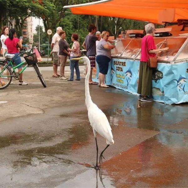 Prefeitura de Santos promoveu a Campanha do Pescado em 12 pontos de venda