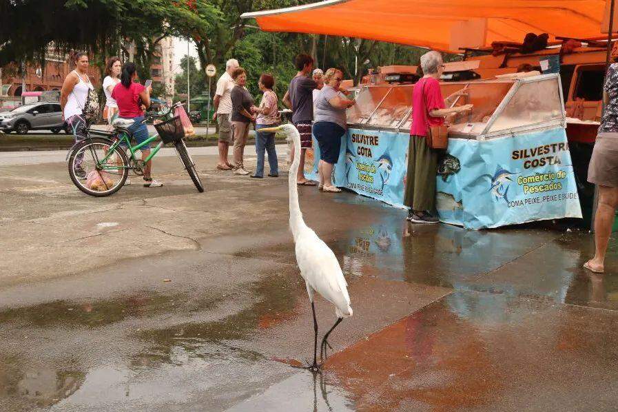 Prefeitura de Santos promoveu a Campanha do Pescado em 12 pontos de venda