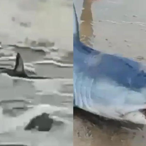 O caso aconteceu na Praia do Satélite na tarde de quinta-feira (22)