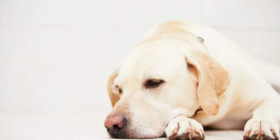 A nova lei em Santos pune quem deixar animais sozinhos em espaços particulares por período superior a 36 horas