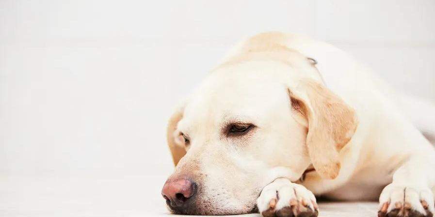 A nova lei em Santos pune quem deixar animais sozinhos em espaços particulares por período superior a 36 horas