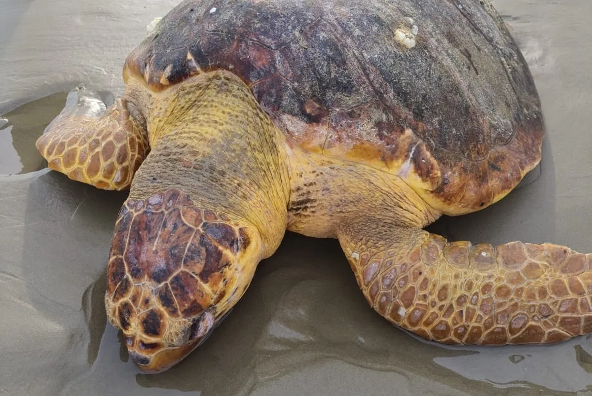 Animal foi encontrado por banhistas na praia do Indaiá, no sábado (19)