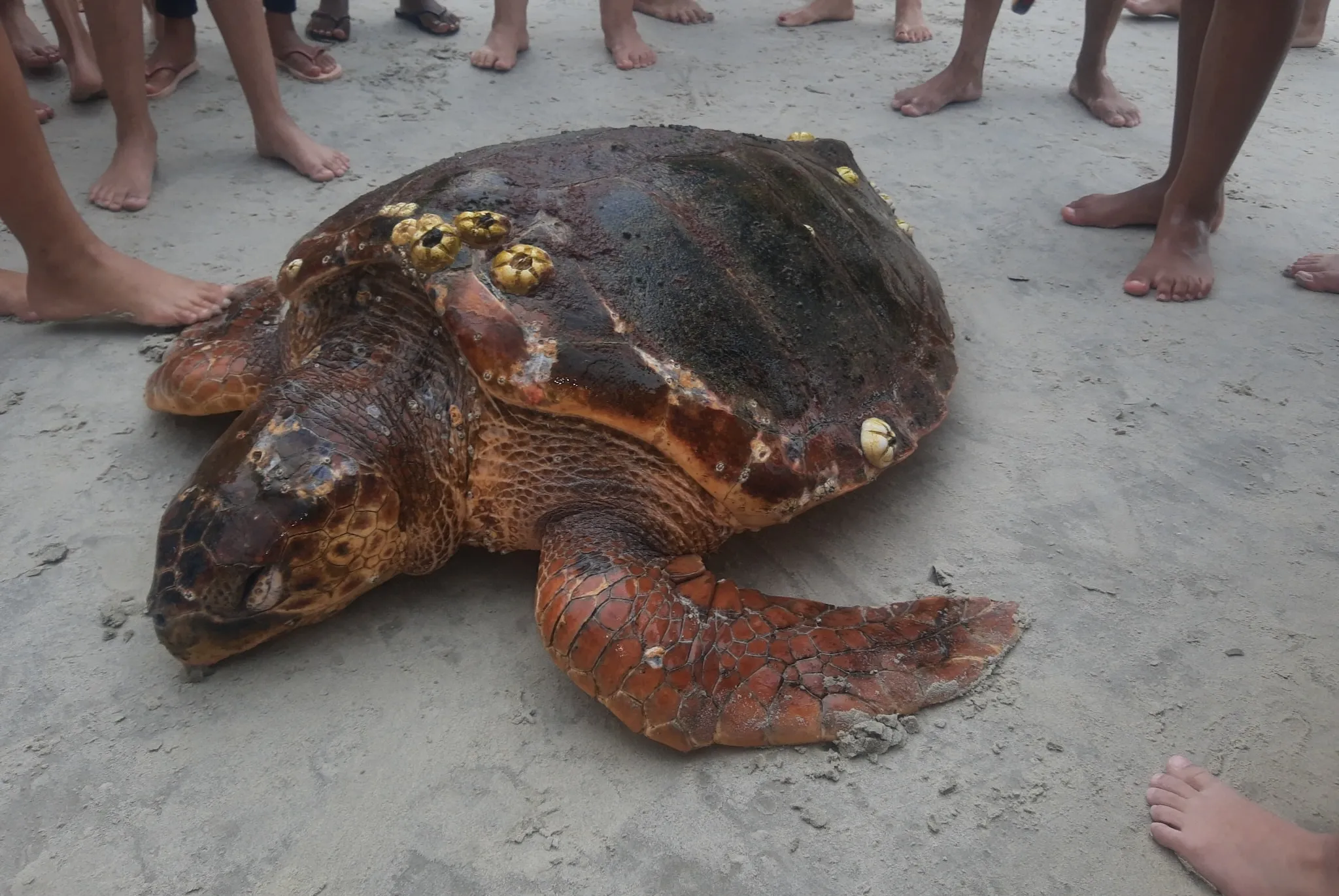 Tartaruga de aproximadamente 90 kg foi encontrada encalhada na praia de Riviera de São Lourenço