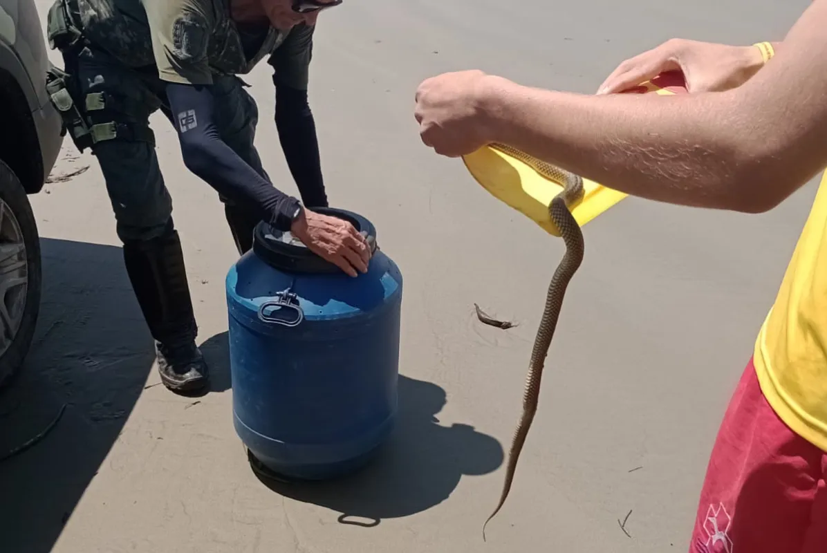 Uma das serpentes foi encontrada na praia de Bertioga