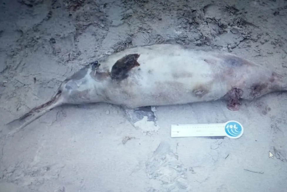 Golfinho toninha foi encontrado em avançado estado de decomposição