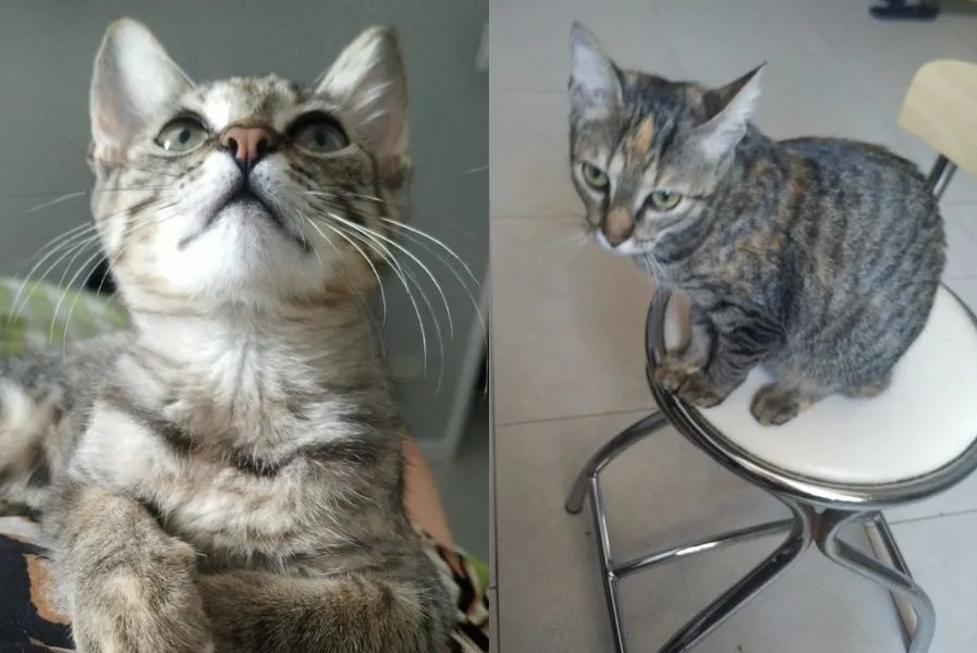 Família da gatinha Pitchurruka mora no Boqueirão, em Santos