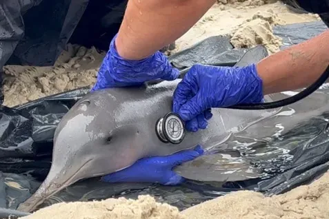 Golfinho da espécie toninha foi resgatado em praia de Guarujá