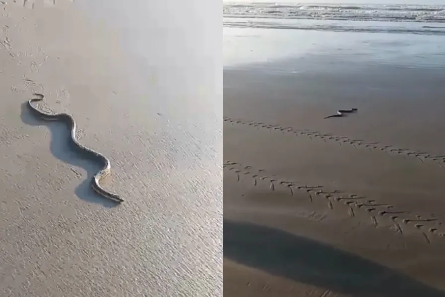 Os próprios banhistas retiraram a cobra da areia