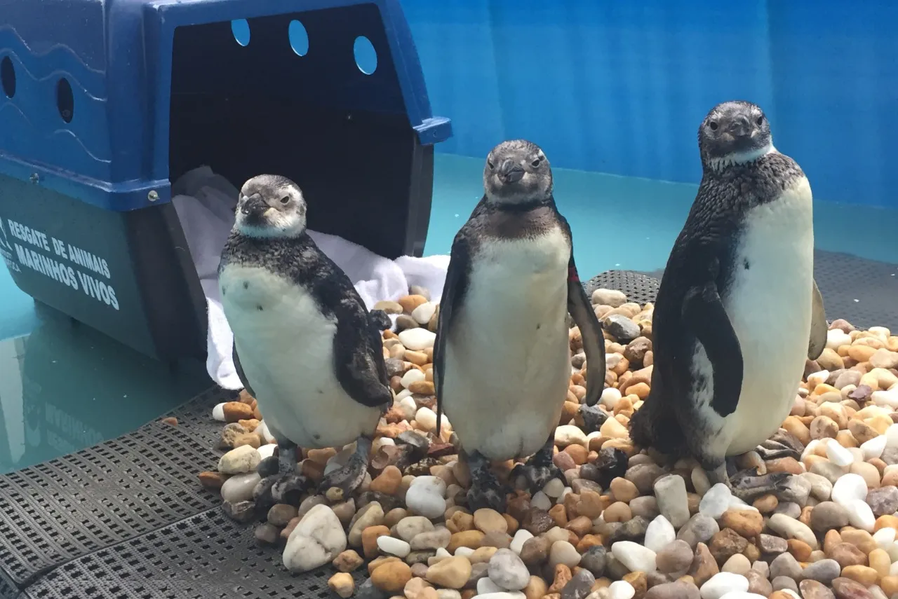 Pinguins-de-magalhães costumam receber cuidados de instituições ambientais