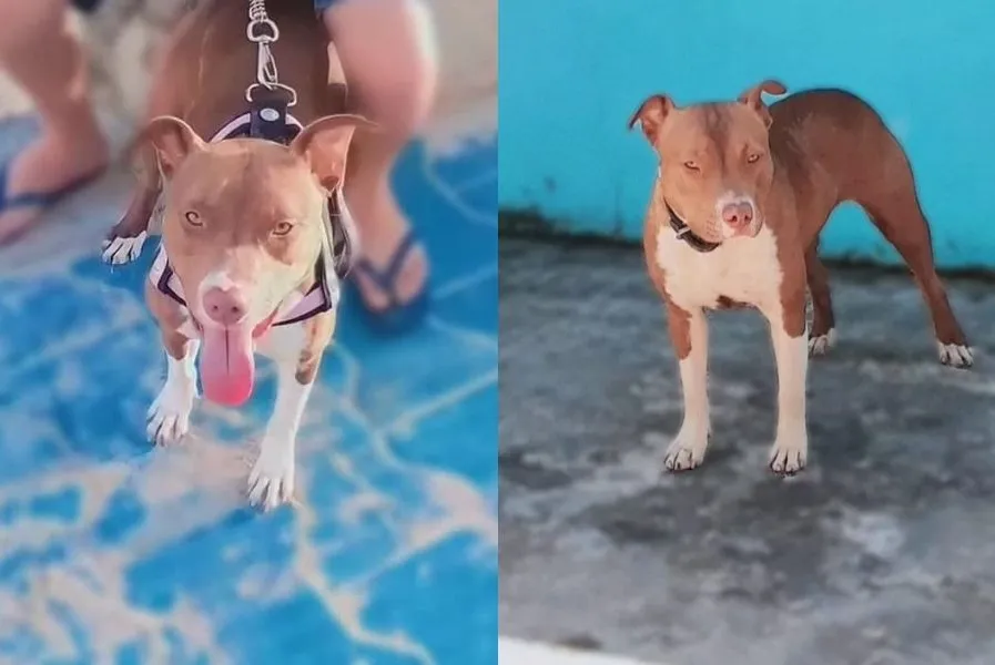 Família da cadela Kiara mora no bairro Maracanã, em Praia Grande, e disponibiliza número (13) 99188-6878 para contato