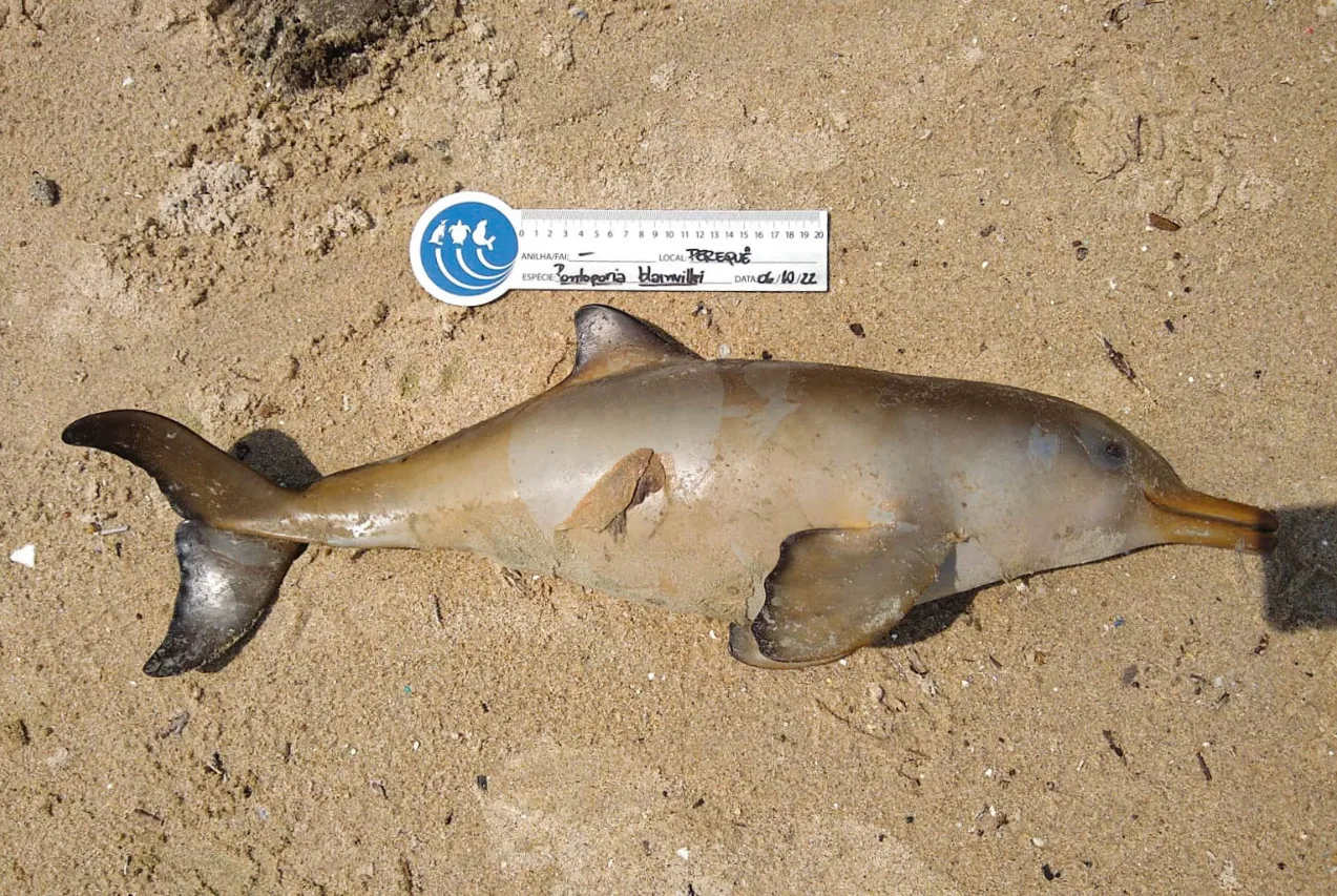 15 golfinhos da espécie toninha foram encontrados mortos nas últimas duas semanas