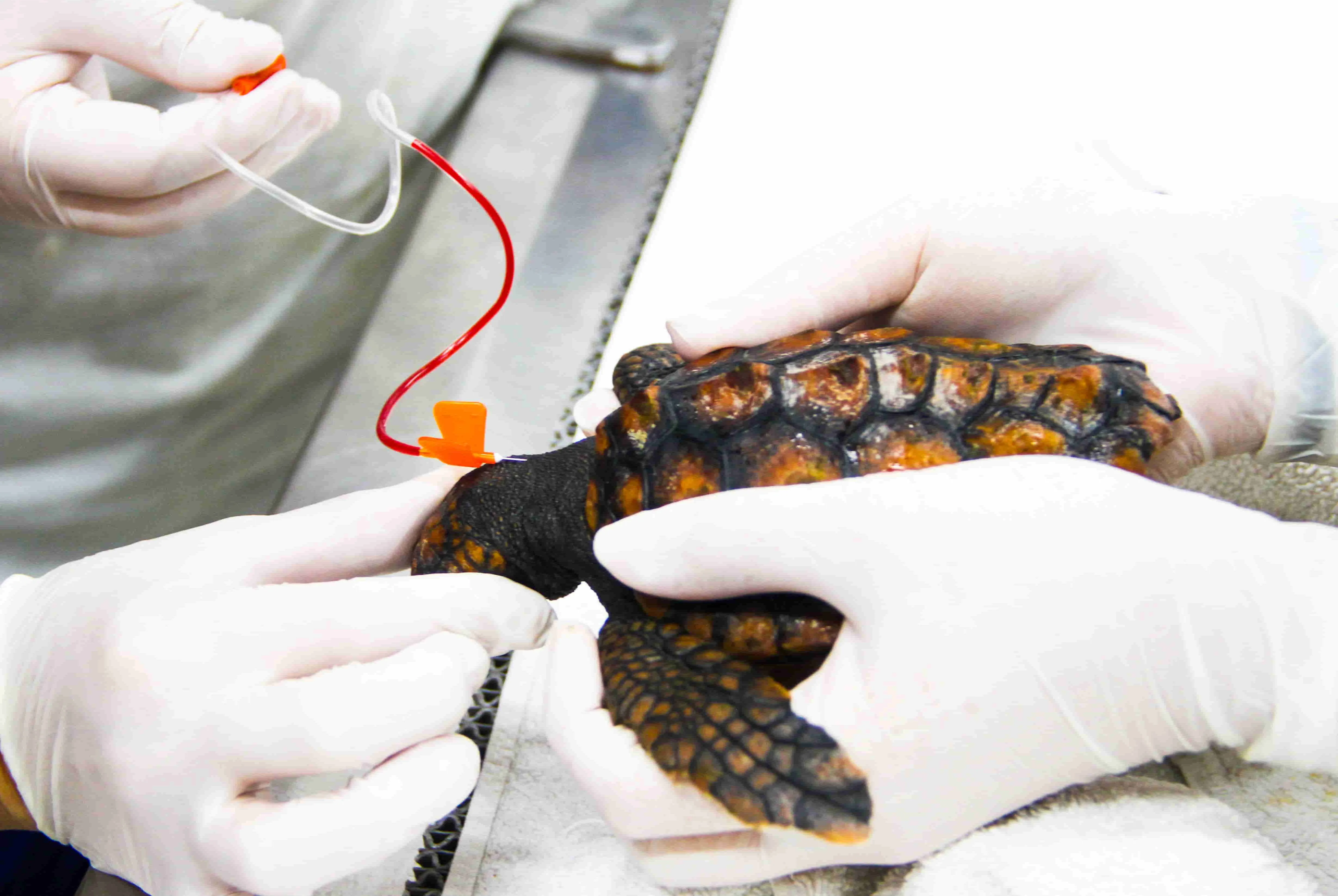 Filhote de tartaruga-cabeçuda passou por transfusão de sangue após sofrer com anemia e deve ser solto em breve