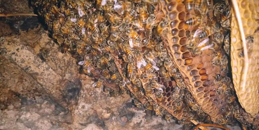  Guarujá recolhe mais de 10 enxames de abelha por mês 