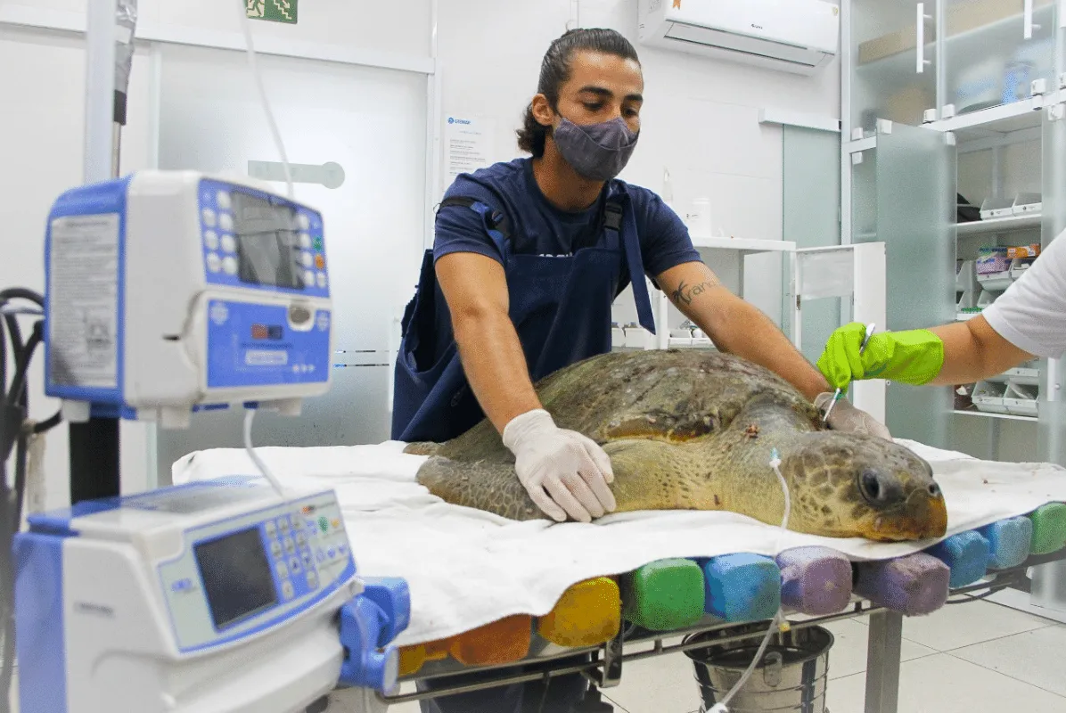 Tartaruga-oliva é resgatada e inicia reabilitação no instituto Gremar, no Guarujá