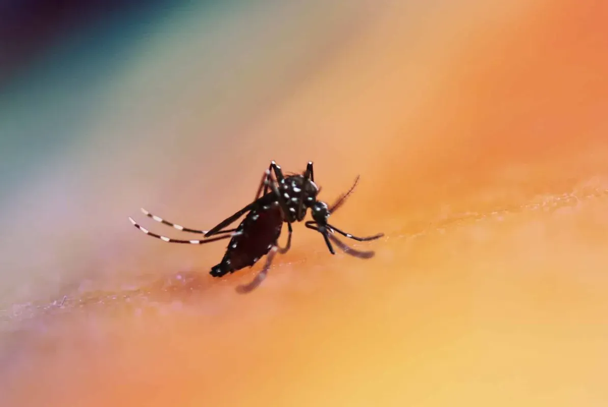 Mosquito Aedes aegypti transmite doenças como dengue, zika e chikungunya