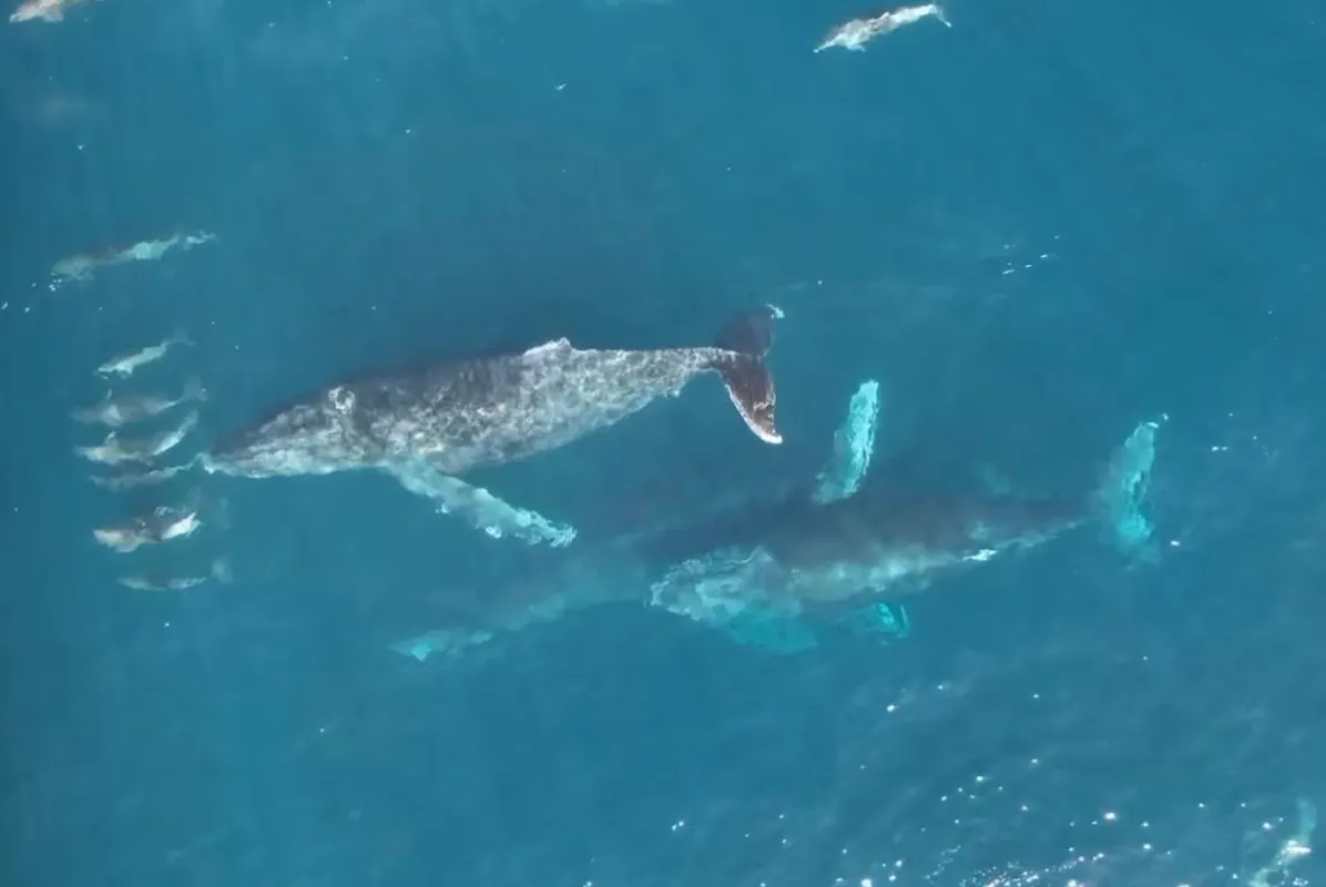 rês baleias-jubarte e um grupo de mais de 200 golfinhos-nariz-de-garrafa deram um show no mar de Ilhabela