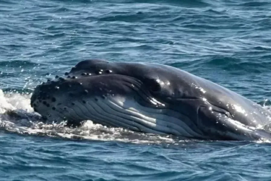 A mãe, uma baleia jubarte adulta, estava ajudando o filhote, um bebê de, no máximo, duas semanas de vida, a respirar, segundo ambientalista