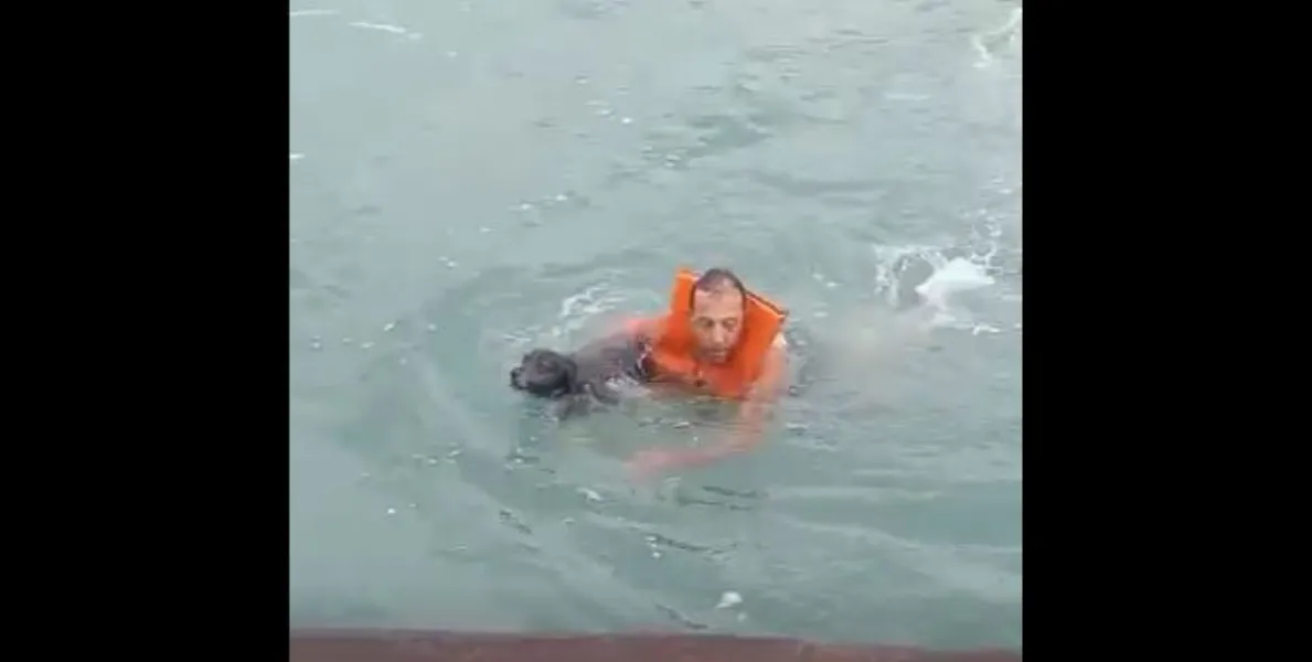    Cachorro cai da balsa no Litoral de SP e é resgatado por marinheiro   