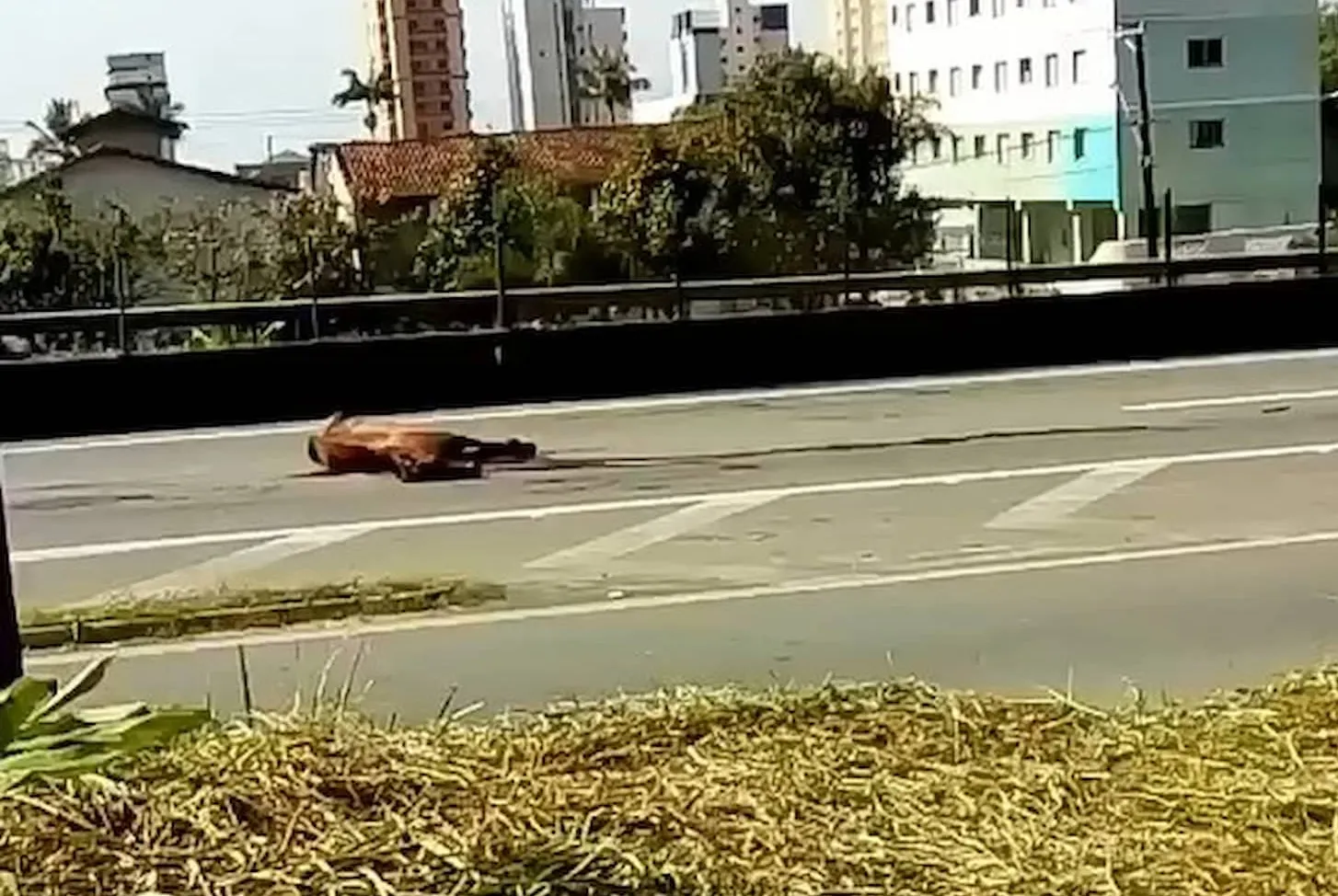 Animal foi atropelado no Km 303 da rodovia, no trecho de Mongaguá