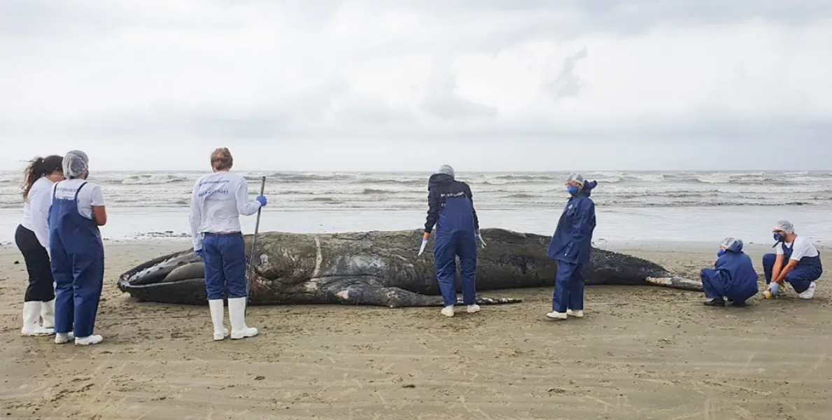  Filhote de baleia jubarte foi encontrado nesta terça-feira (14) no litoral de SP 