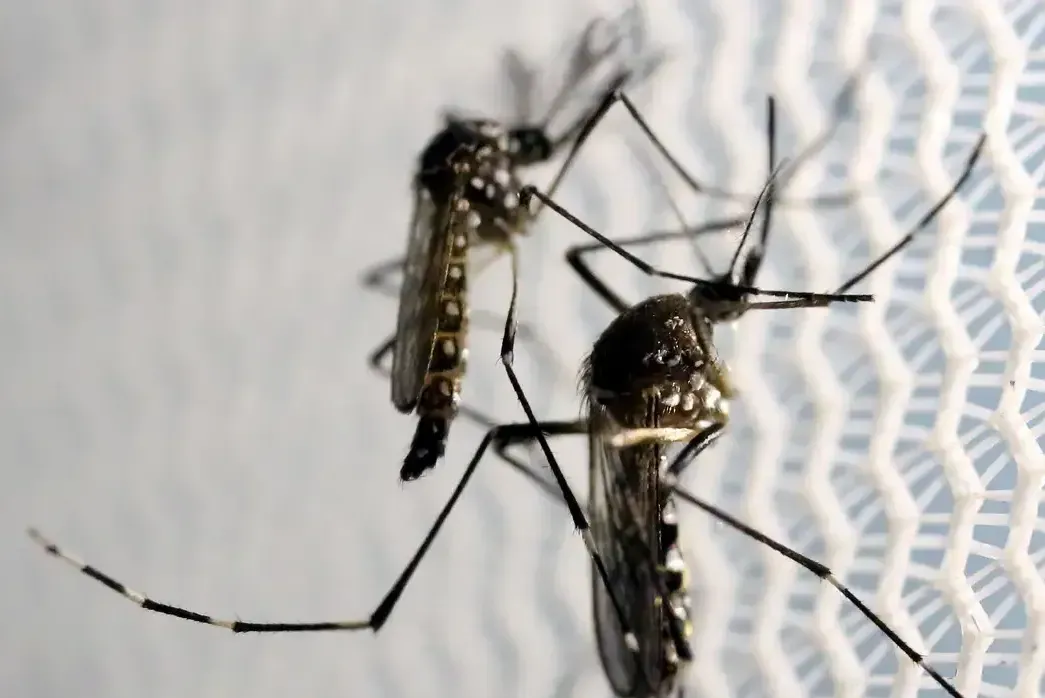 Baixada Santista possui 4483 casos confirmados de dengue
