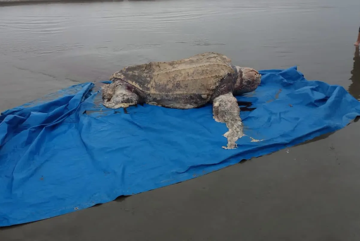 Tartarugas foram encontradas sem vida e encalhadas em Praia Grande