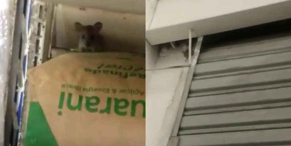  Ratos são flagrados circulando em prateleiras e alimentos em mercado de Praia Grande 
