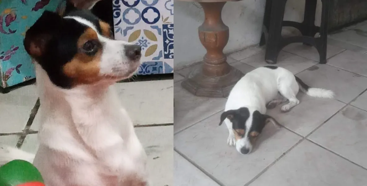  Cão desaparecido há dez dias em Praia Grande deixa família sem chão 