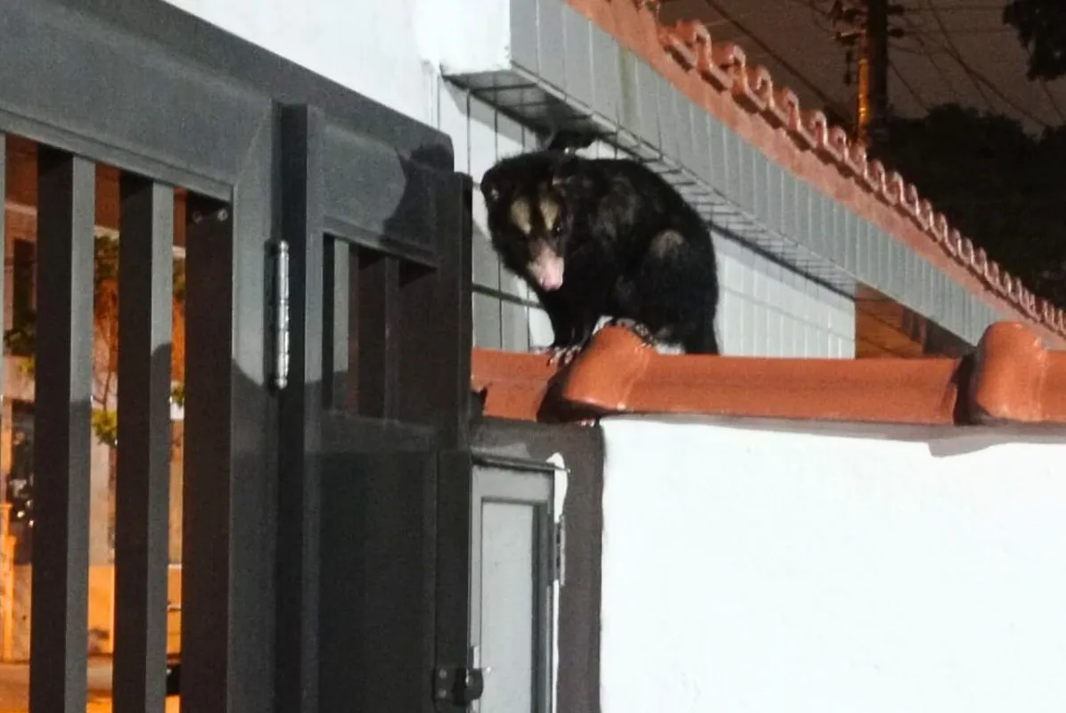 Animal apareceu em muro de prédio em Santos