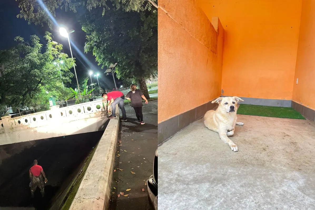 Animal foi resgatado dentro do Canal 4, próximo à Avenida Afonso Pena, em Santos
