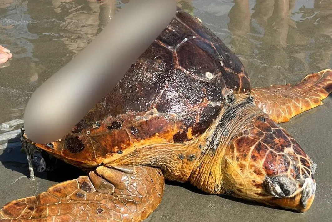 A tartaruga foi encontrada morta e sem uma parte do casco