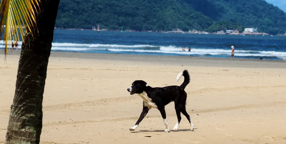     Cães e tutores precisarão seguir regras para utilizar as praias de Santos    