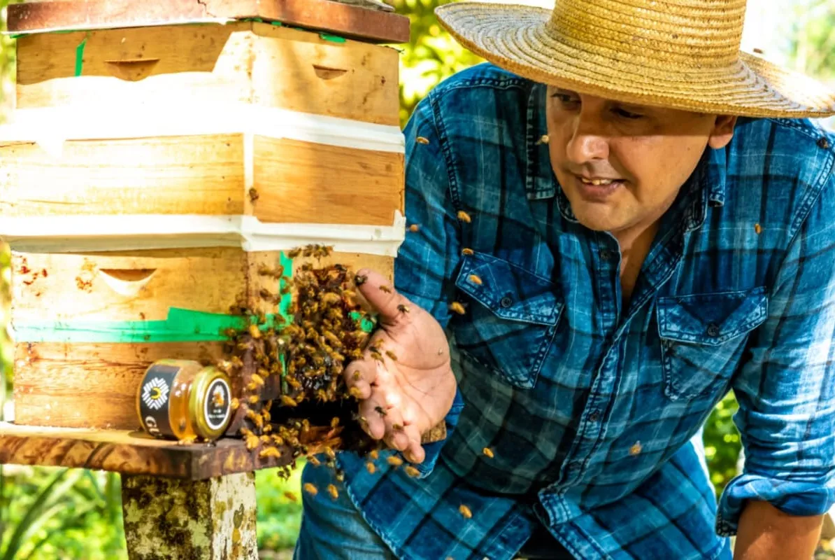 Centenas de espécies fazem parte do mundo das abelhas sem ferrão