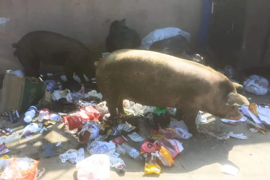 Segundo morador, os porcos vêm de outro local para buscar comida